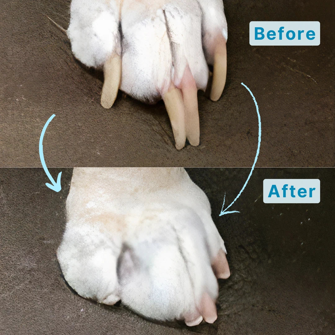 Silent Groom — Stress-Free, Silent, At-Home